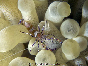Spotted cleaner shrimp by J. Daniel Horovatin 